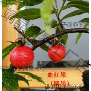 �������辰�Ϙ��k���ҽ����Ә�ƿ�m��Ѫ�t���J�[�O�Ϙ�����옶