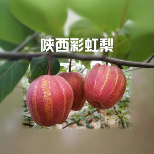 梨树苗彩虹梨树南北方庭院盆栽地栽苗木果树种植当年结果库尔勒梨-阿里巴巴
