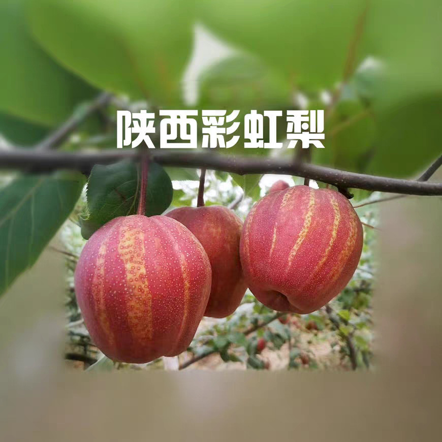 梨树苗彩虹梨树南北方庭院盆栽地栽苗木果树种植当年结果库尔勒梨