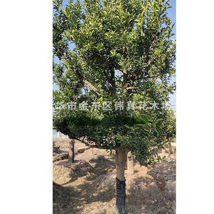 ���l���� �㙴 ɳ���ּt�����Ә� ��Ʒ�|�G������ľ