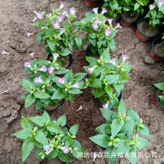 夏堇一年生国庆节草本植物小区庭院公园造景绿化种植花坛花境点缀