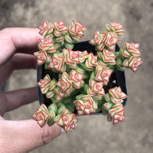Xiao Mi Star Succulents 10-18 Heads, Real Photos