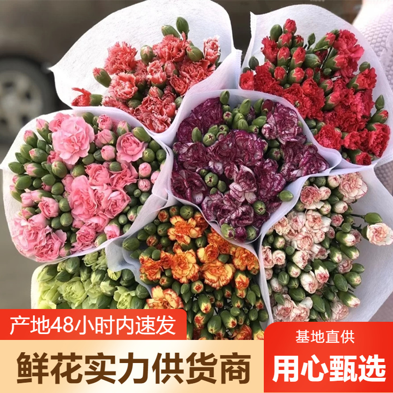 多头康乃馨鲜花批发云南鲜花基地直批婚庆花店摆摊用花社区货源