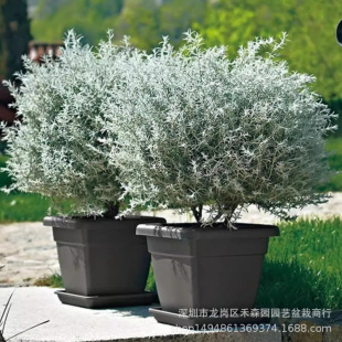 �y��վdɼ�������̨ͥԺ���@�����ͺ��͟���������ֲ��G����