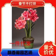 �M����피t�����ذ���피t�N���ɫ���B���҃ȷN���ļ��_����ֲ��