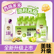 【新品上市】油柑西梅酸奶饮品蔗糖早餐轻食饮料10瓶装绿茶