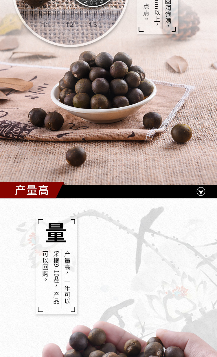 Qian Shi Gorgon Fruit Seeds Euryale Ferox Hybrid Variety Thin Shell Large Seed High Yield quality and texture