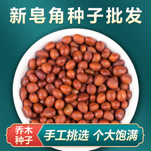���ǷN�Ӵ�С���������ǷN�����������ǘ���N�ӻh�ʇ������v�̘�