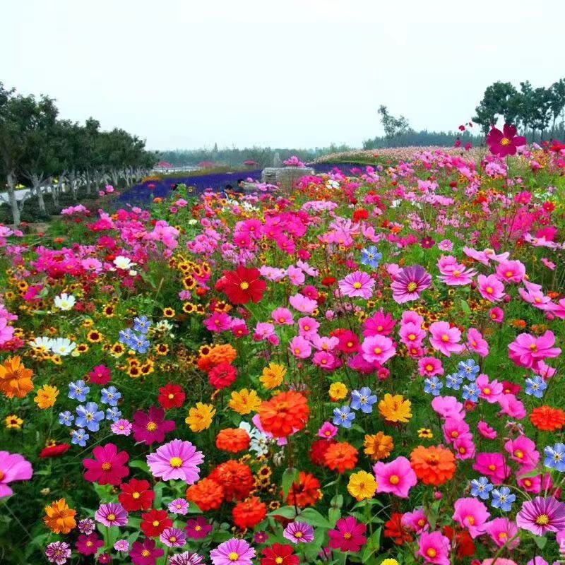 Comercio electrónico transfronterizo mezcla de flores silvestres combinación de flores coloridas embalaje mezclado semilla de cuatro estaciones fácil de sobrevivir jardín plantación de flores