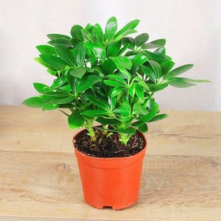 Bafanglaicai Duck Foot Wood Potted Plant Easy-To-Live Plant Office Green Plant Aesculus Purifies the Air Flower Absorbs Formaldehyde