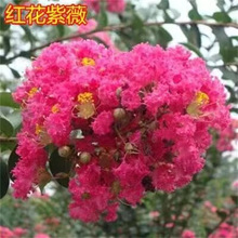 ޱռزwޱޱСtޱռtLľ