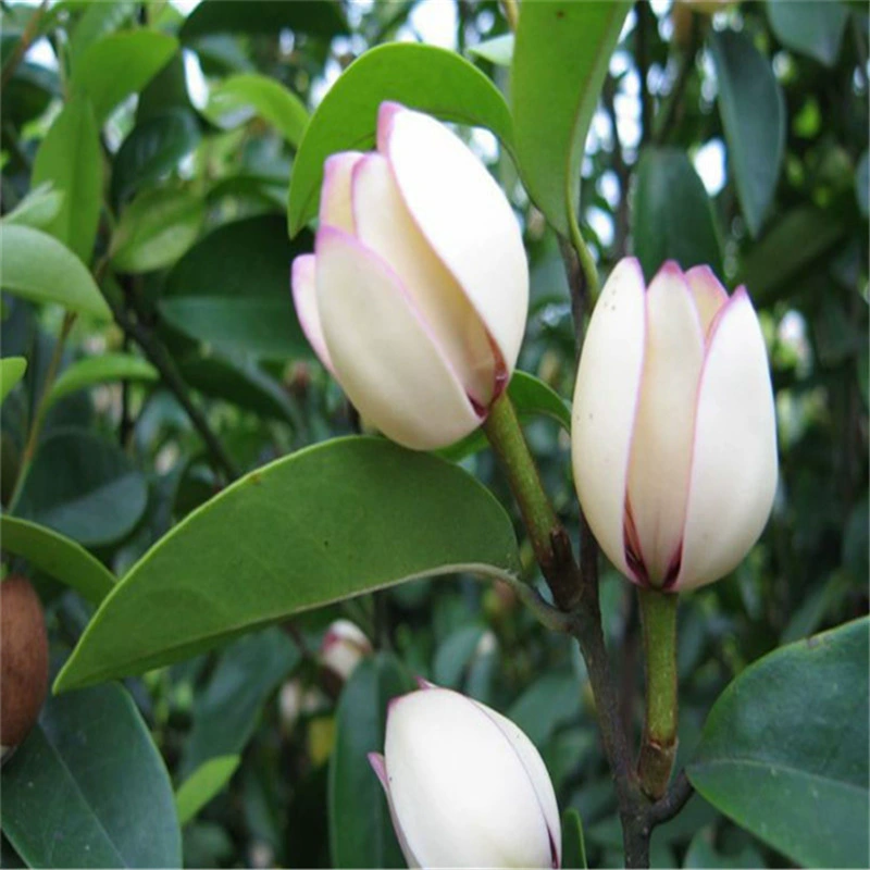 Улыбающийся Кубок рассады база оптом Лечанг высокий 20-80 см фиолетовый цветок улыбается двор декоративное дерево белый цветок улыбается саженцы