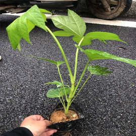 福建八角金盘种植园林绿化庭院小区道路地被常绿灌木乔木