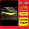 Golden Back Shrimp [20 pieces] 15 pieces, 5 pieces will be given for free, and 5 pieces will be given for free.