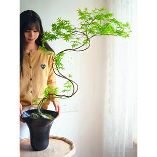 ��Ȫ���Gֲ����ͥԺ��֦�ٲ��L���t�����������U���Ϙ�������ë��