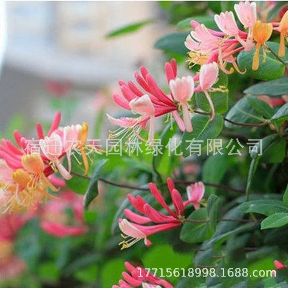 Жимолость в горшке Вьющееся виноградное растение саженец балкон двор Вьющиеся цветы четыре сезона просмотр зеленого чая бонсай