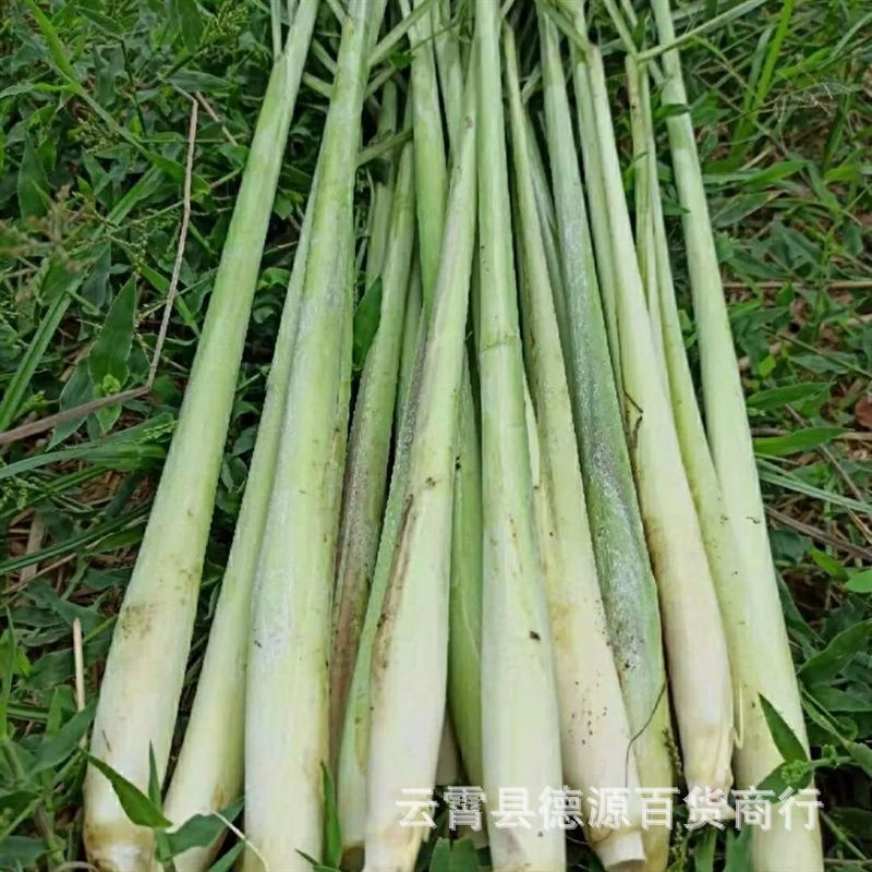 香茅草种子柠檬草种香茅草盆栽柠檬草盆栽室外庭院种植植物种子