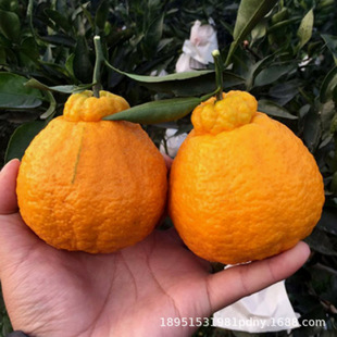 Ugly Orange Ehime No. 38 No. 28 Red Beauty Orange Tree Large Seedlings with Fruit Grafted Fruit Saplings for Indoor and Outdoor Planting