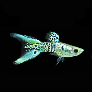 淡水小型魚圖片 海量高清淡水小型魚圖片大全 阿里巴巴