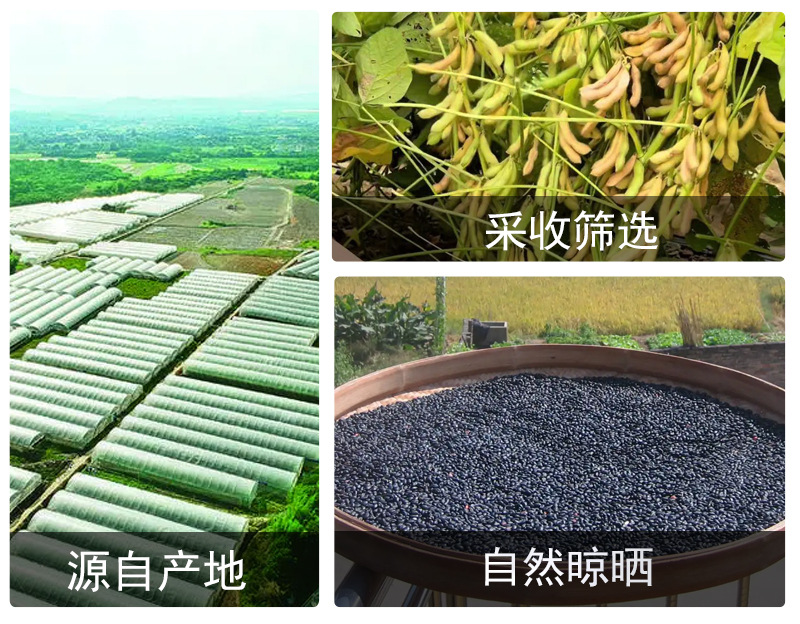 Hei Dou (Black Soybean, Glycine max) — Dried Food-Herb Beans for Tea, Soup & Congee in use