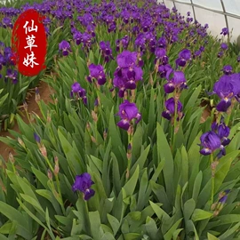宿根花卉;一二年生花卉;灌木