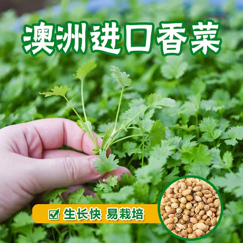 Семена кориандра Four Seasons крупнолистовые семена кориандра морозостойкие термостойкие внутренние и наружные балконы Семена овощей в горшках оптом