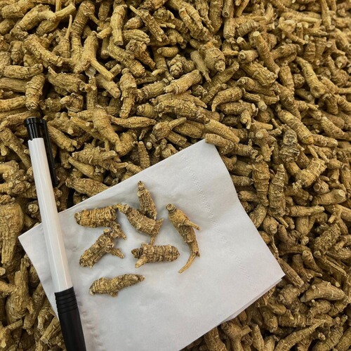 Wholesale Canadian ginseng, one dollar per piece of Canadian ginseng, net red ginseng, American ginseng, recruiting agents, dropshipping one piece at a time.