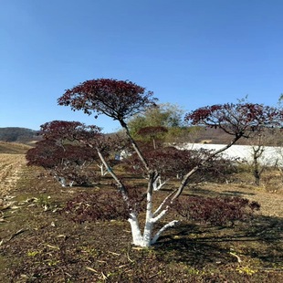 Red Leaf Plum Tree, Red Leaf Plum Ball, Green Leaf Ornamental Tree, Red Leaf Plum Shape