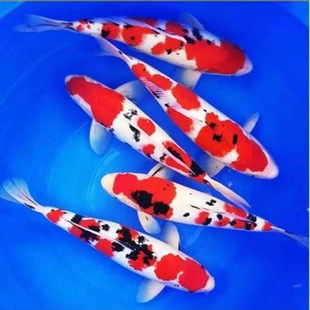 ��Ʒ�\���~���NͥԺ�B���~�^�p�~�t�״�����ɫ�Ѻ���ˮ��ˮ�~���B