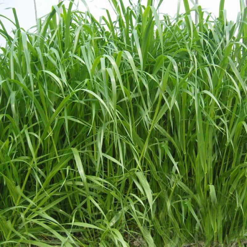 Быстрорастущая рожь озимая 70 семян, высокая урожайность, устойчивость к срезам, хорошие вкусовые качества, осенний посев, кормление крупного рогатого скота, овец, свиней, кур, уток, рыбы и гусей