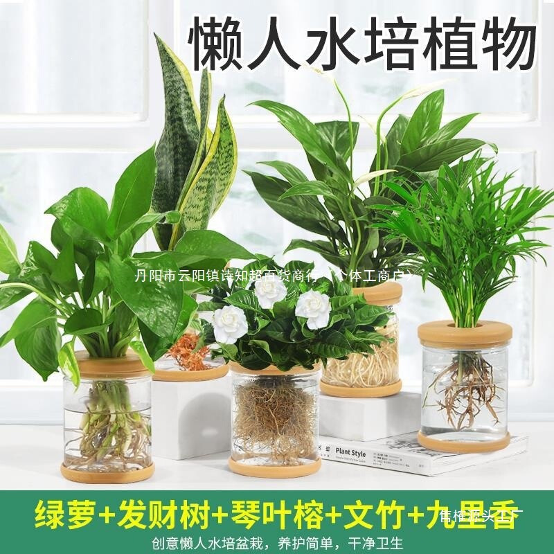 Hydroponic Plants, Potted Green Plants, Pothos, Gardenias, Flowers in the Office, Small Green Plants, Easy to Maintain All Year Round, Succulent Water-Cultured Potted Plants