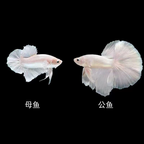 A-grade high-quality pure white male and female [breeding group]