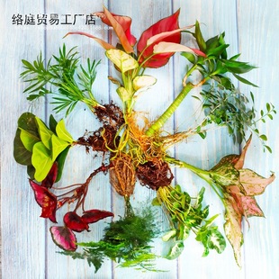 ̦�\ˮꑸ�ֲ���҃��k�����������ԾGֲ����ˮ��ֲ��W�y�ݘ���