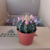 [Direct supply of the base] Succulent plant potted home fairy ball succulent plant flower Ruiyun Peony brocade