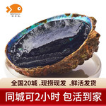 喵和渔鲜活黑金鲍 新西兰进口大鲍鱼超大只海鲜深海贝类 1-1.1斤/