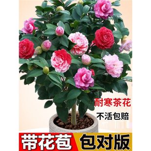 �ļ������軨���Ԏ�������ɫ�൤ɽ�軨�����ɫ���B�����҃�ֲ��