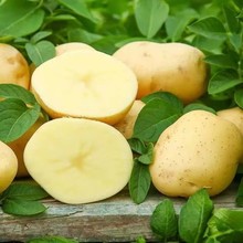新鮮中大土豆黃皮黃心洋芋蔬菜馬鈴薯基地先挖小土豆