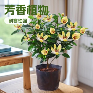 ��Ц�������� �������緼��ֲ���ͺ��ļ����� ͥԺ�̨�҃��⺬Ц