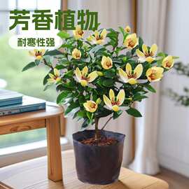 含笑花苗盆栽 香妃树苗芳香植物耐寒四季常青 庭院阳台室内外含笑