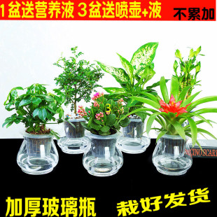Hydroponic Potted Green Radish Potted Money Tree Gardenia Asparagus Anthurium Guanyin Bamboo Water Plant Office Potted Plant
