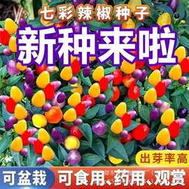 七彩椒种子超辣五彩泡椒种籽辣椒种子朝天椒原装四季蔬菜种子大全