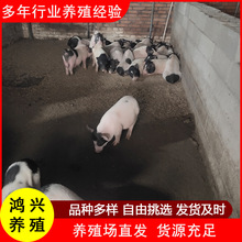 宠物香猪出售 巴马香猪 纯种放养巴马香猪 种猪小香猪