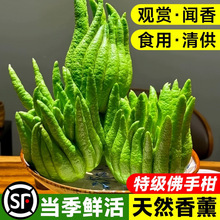 佛手柑鲜果新鲜佛手瓜切带枝室内摆件清供观赏闻香可食用花卉盆栽