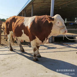 湖北肉牛养殖场出售 小牛犊 西门塔尔牛 适合湖北养殖的肉牛品种