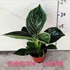 The base directly to observe the leaf plant platinum gold diamond small potted potted plant resistance to export green plants to purify the air