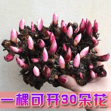 芍药花苗庭院花卉四季开花易活芍药根块带芽室内盆栽室外庭院植物