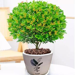 Perfume Milan Flower Potted Saplings Florals Indoor Courtyard Plants with Many Buds and Fragrant Balcony Blooming in All Seasons