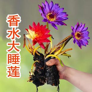 Perfume Water Lily Hydroponic Plant with Flower Buds Lotus Bowl Lotus Seed Root Tuber Blooming in All Seasons Courtyard