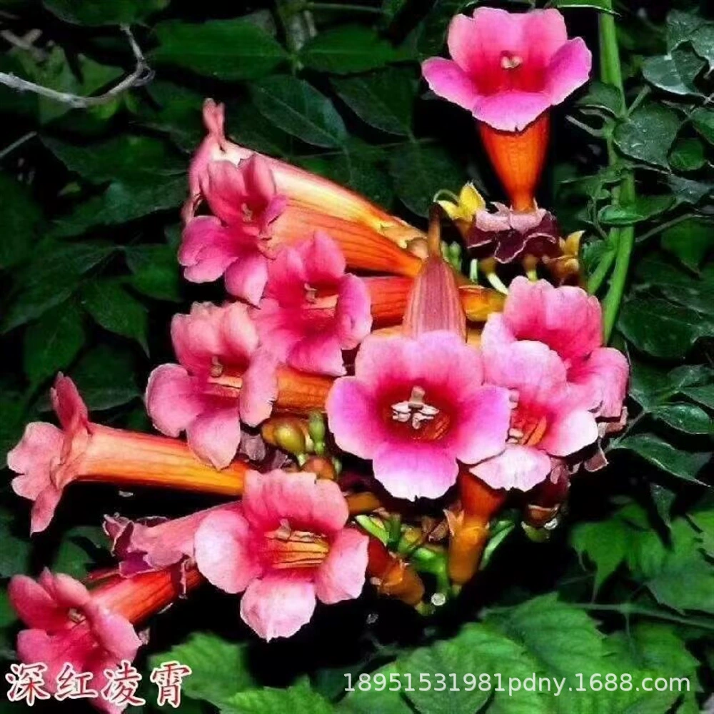 Американская розовая скалолазание из виноградной лозы