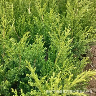 �ؘ����Ȱ�����С����ɰ؈A�������S�ļ������~��������u����